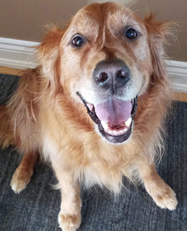 dog-1