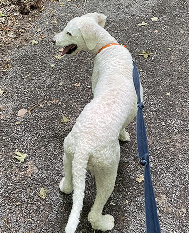 dog-1